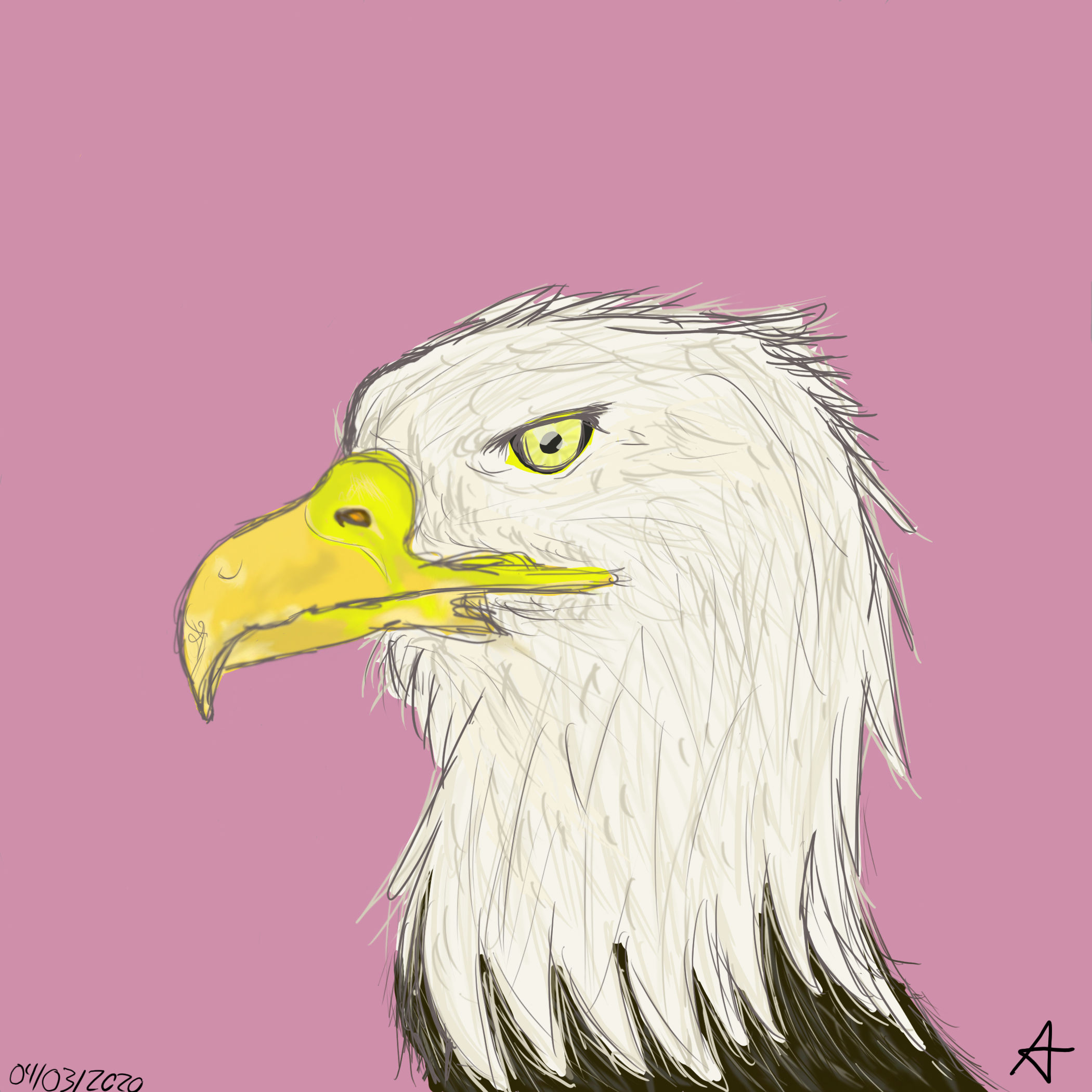 Bald Eagle