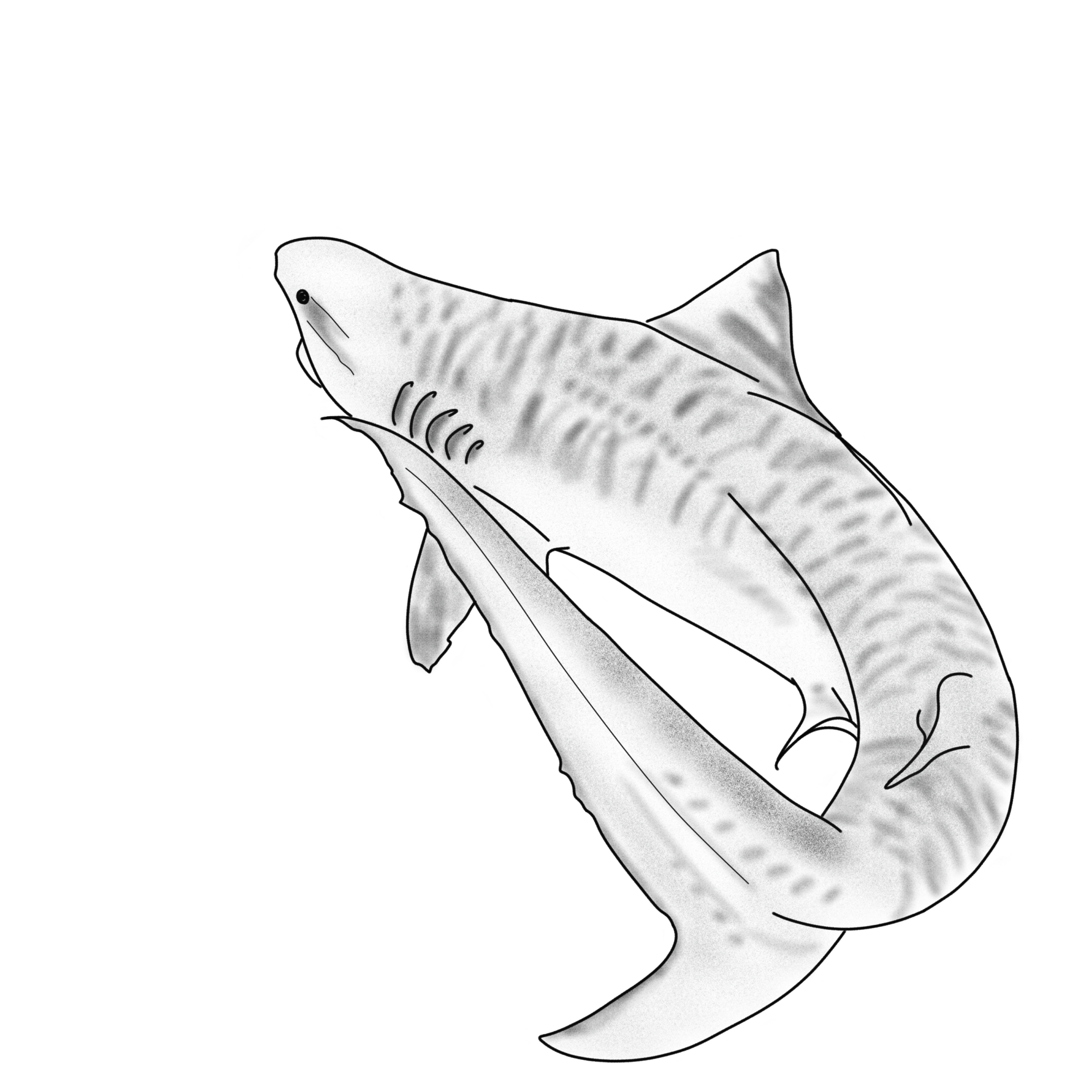 Tigershark