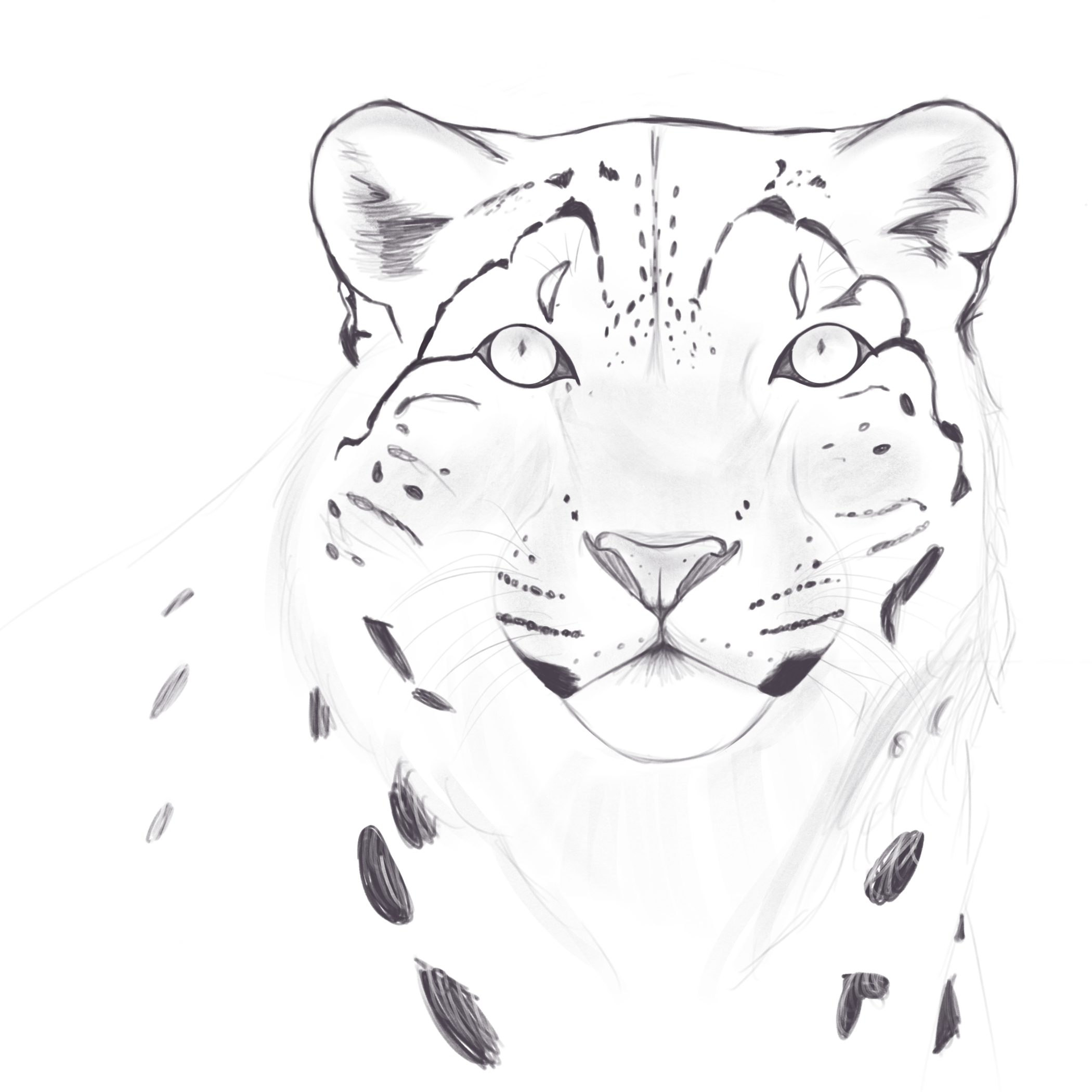 Snow Leopard