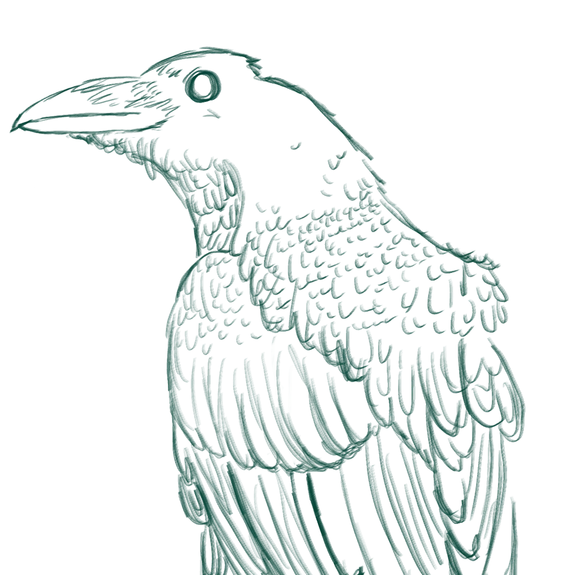 Raven