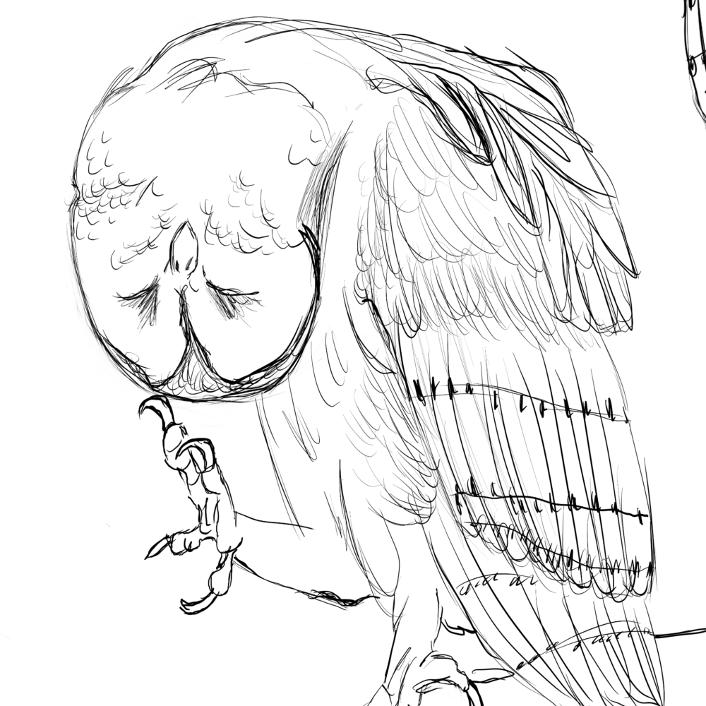 Barn Owl Doodle